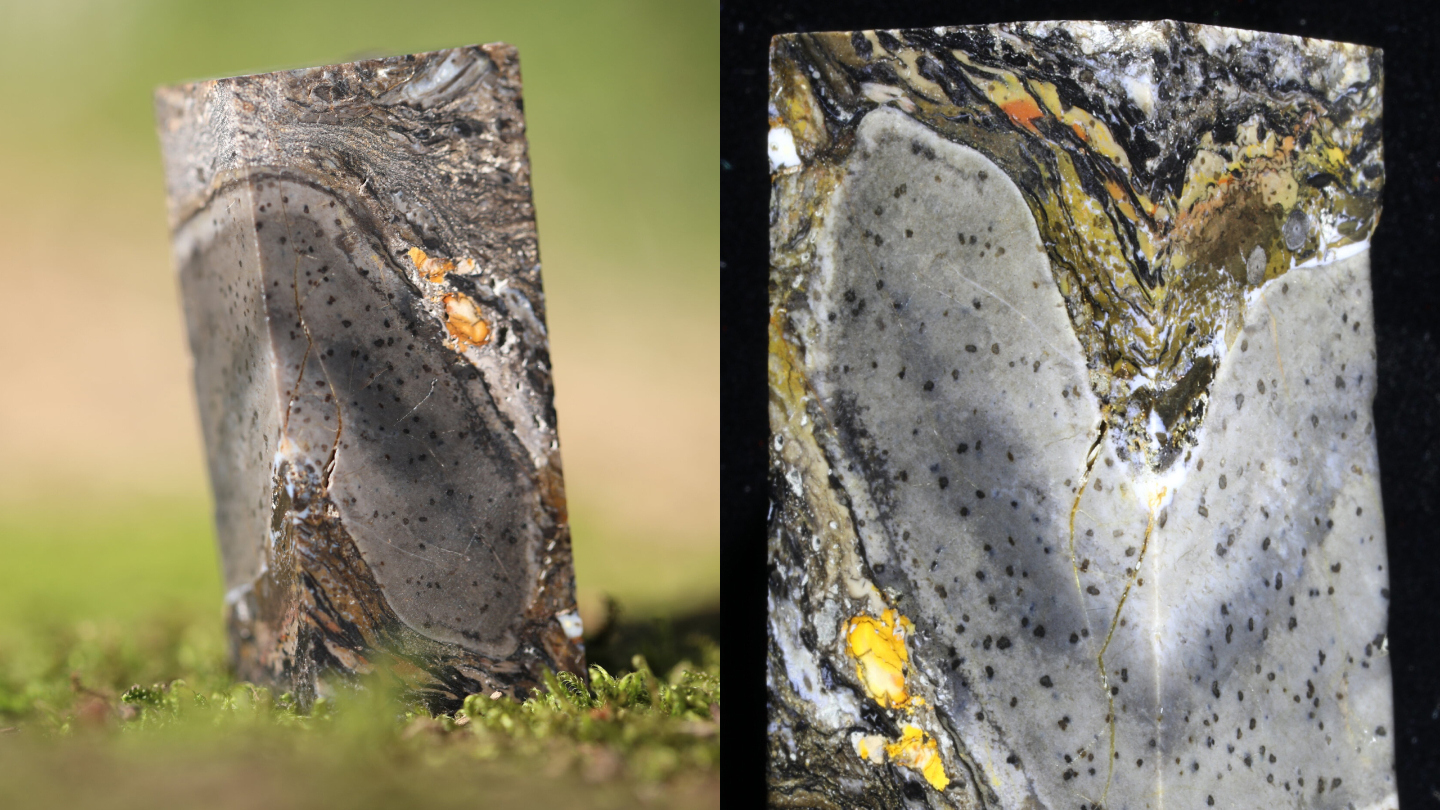 доисторический организм