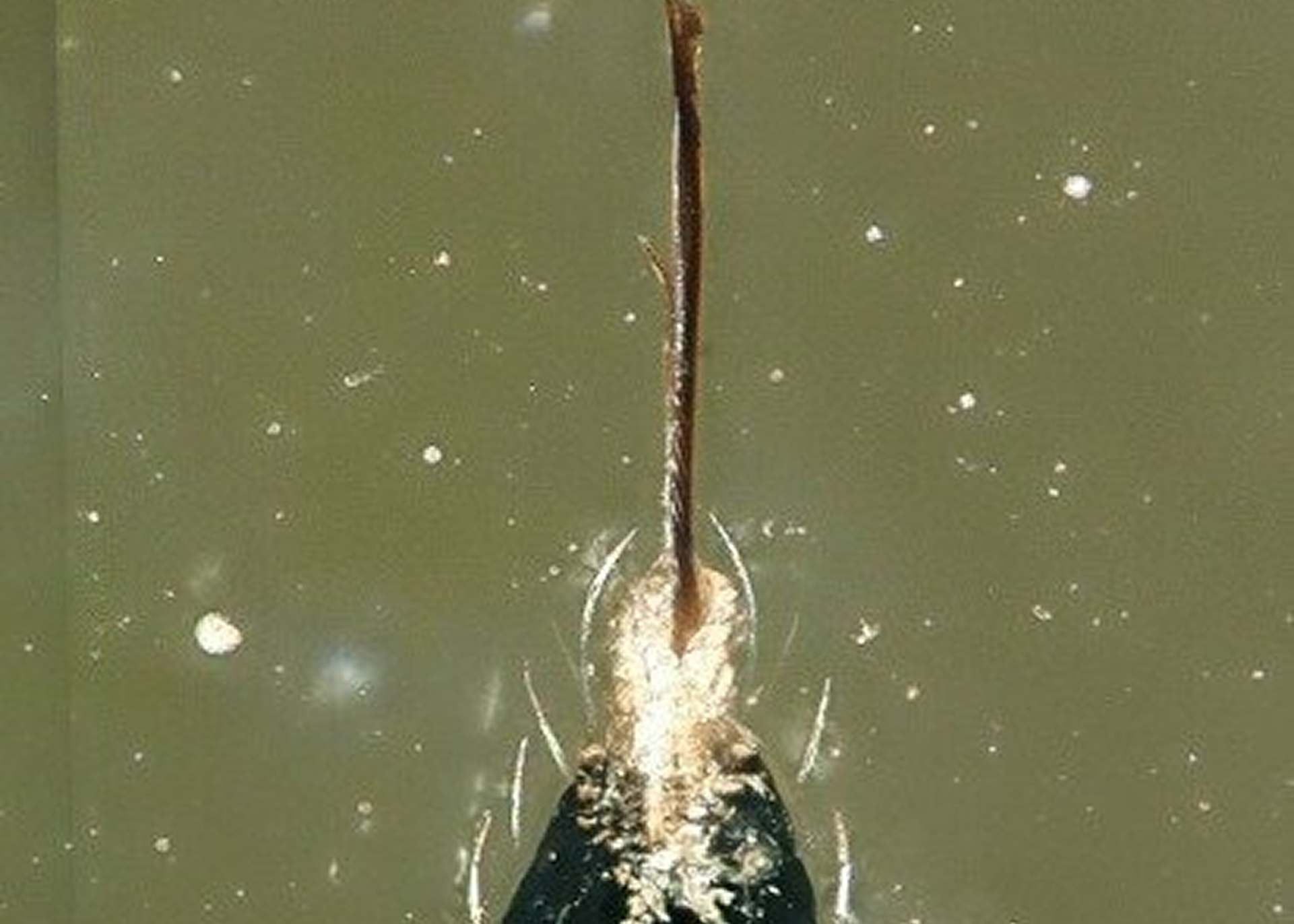 Neazoniidae