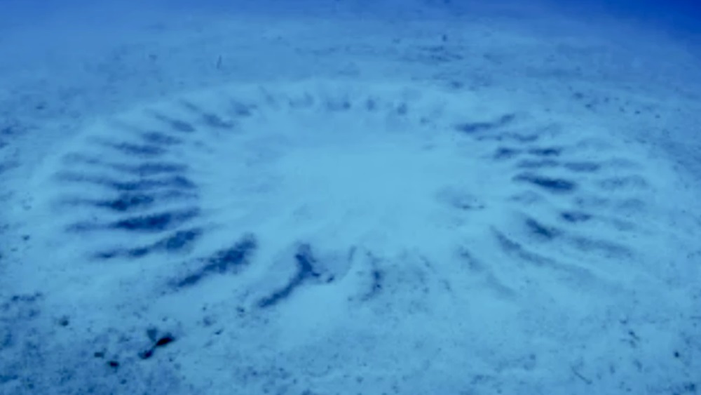 Разгадана тайна подводных «кругов на полях» в Тихом океане