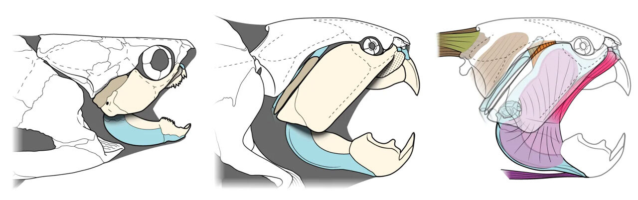 Доисторическая рыба