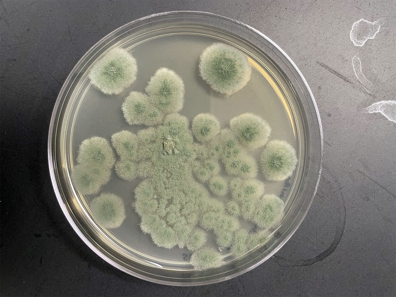 Плесень, способная выжить на Марсе