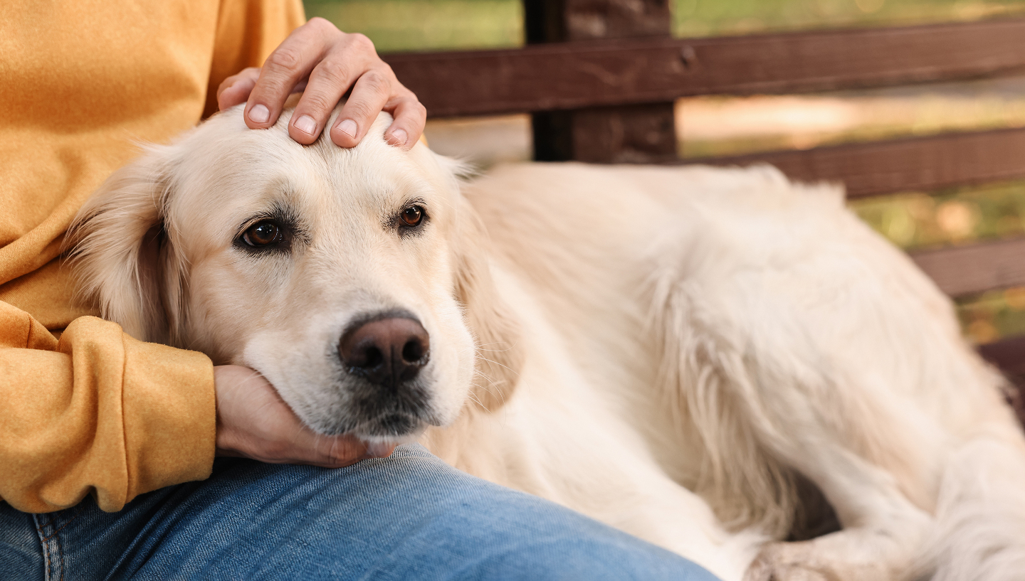 собака и хозяин, эмоции