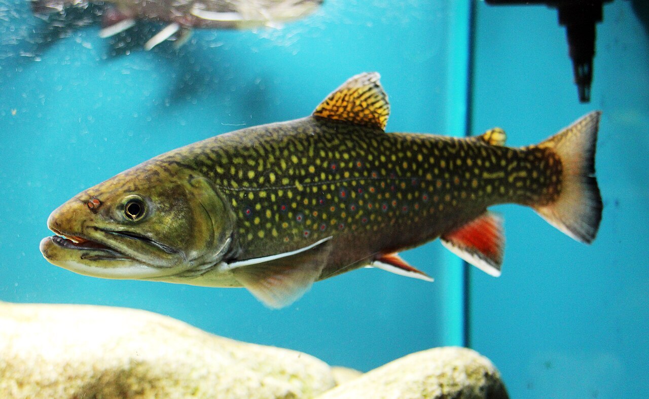 Salvelinus fontinalis