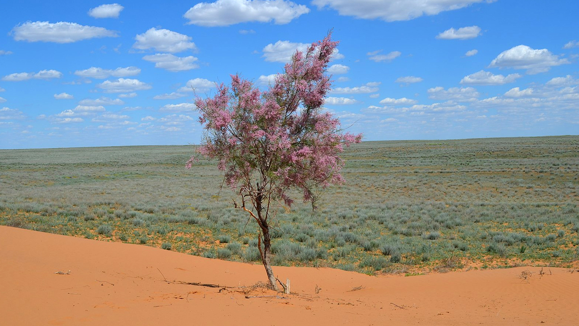 Tamarix hohenackeri в Прикаспийской пустыне
