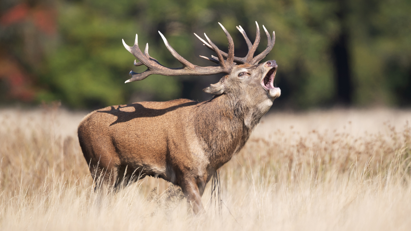 Благородный олень