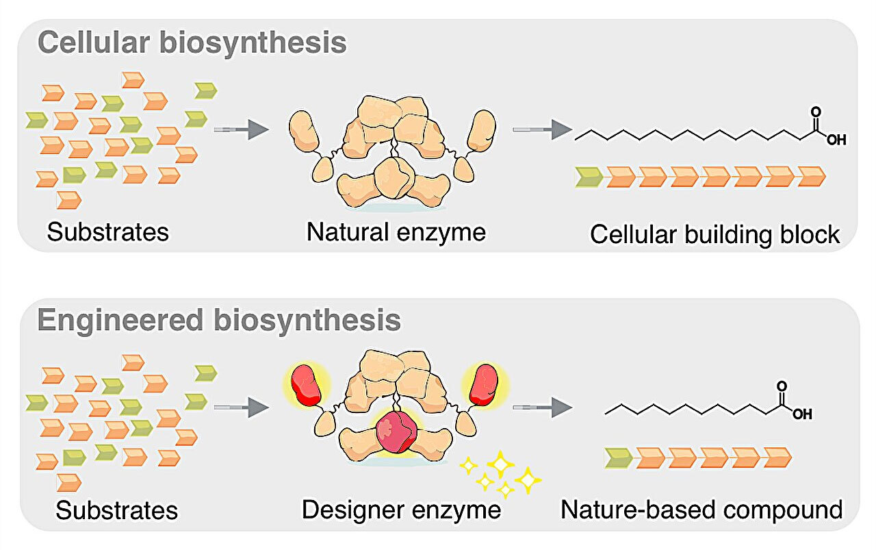 Дрожжи сделают ненужным пальмовое масло
