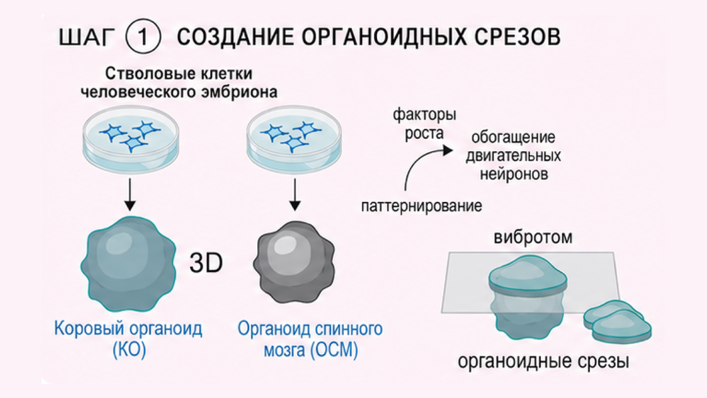 мозг