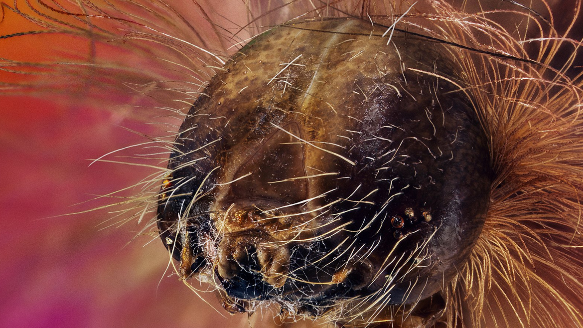 Экстремально резкий и детальный портрет гусеницы краснохвостки (Calliteara pudibunda). Эта фотография является частью серии макропортретов бабочек, мотыльков и их гусениц.
