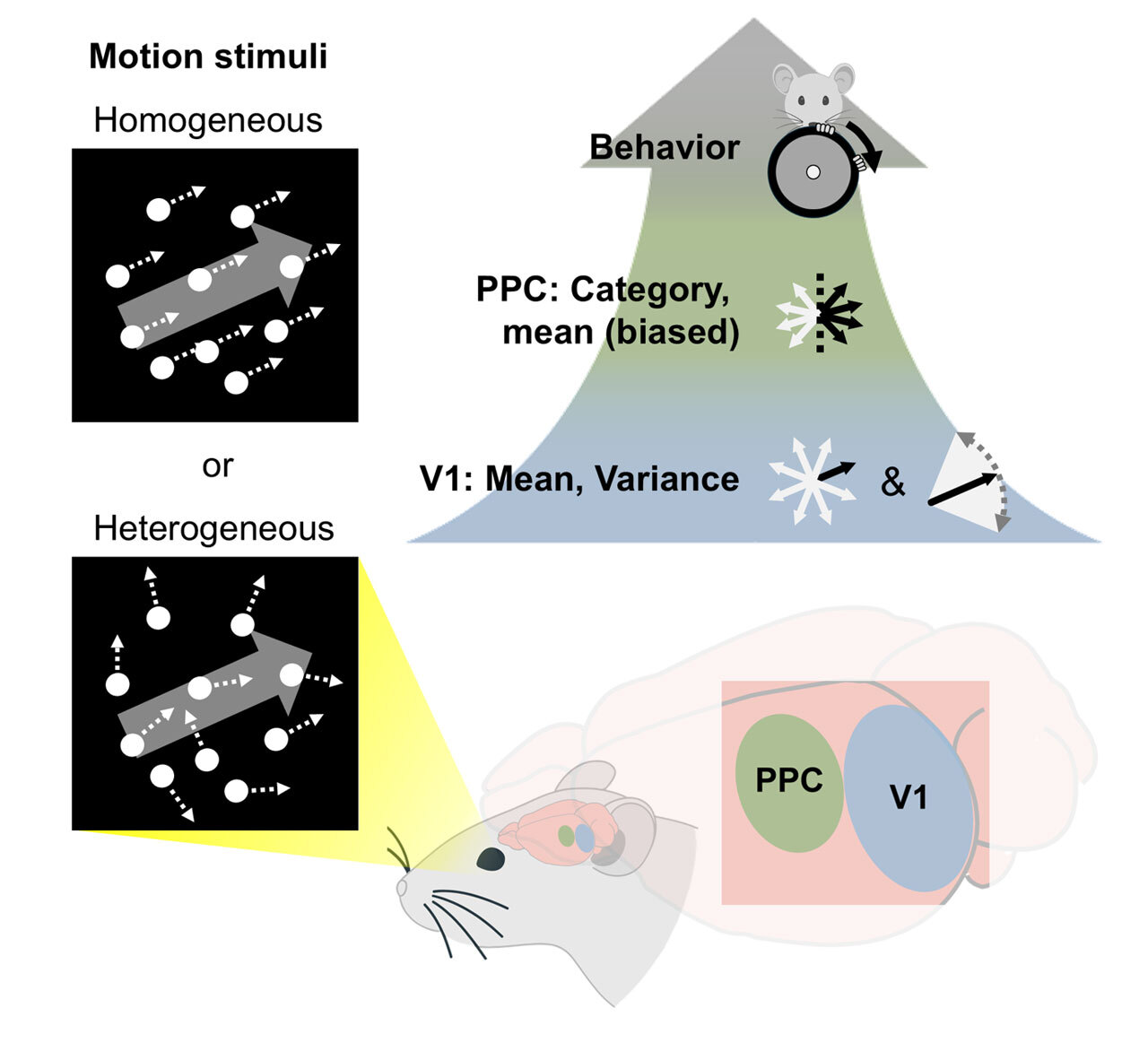 Нейробиологи нашли, где в мозге мыши сжимаются видеоданные