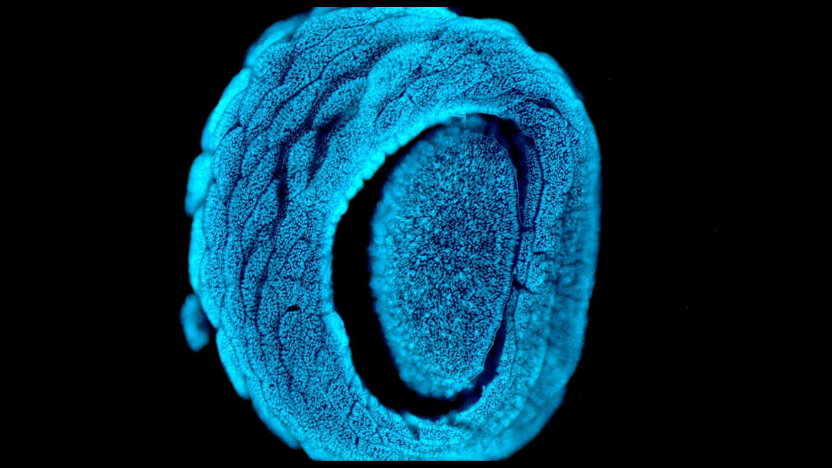 Срез глаза виноградной улитки ( Helix pomatia), окрашенный красителем (гематоксилин, Hoechts 33342), под микроскопом Olympus BX53