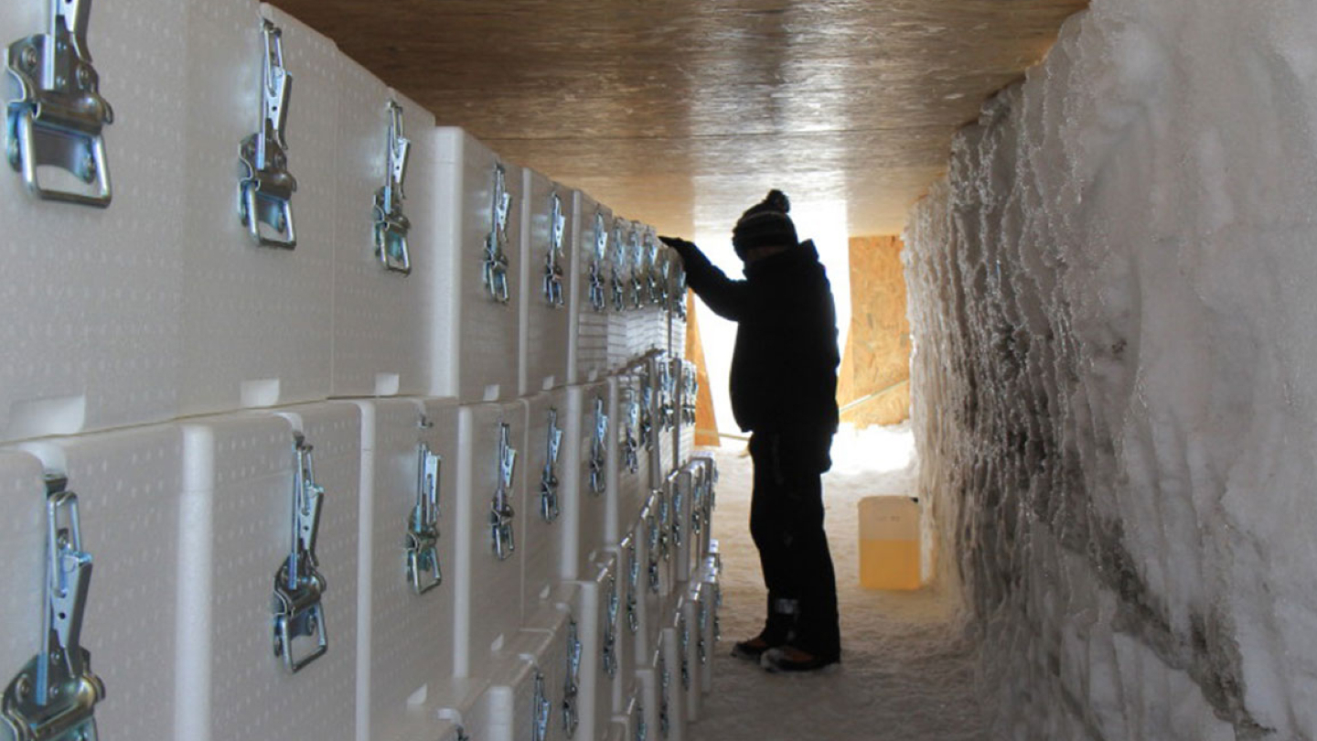 Ледниковые керны