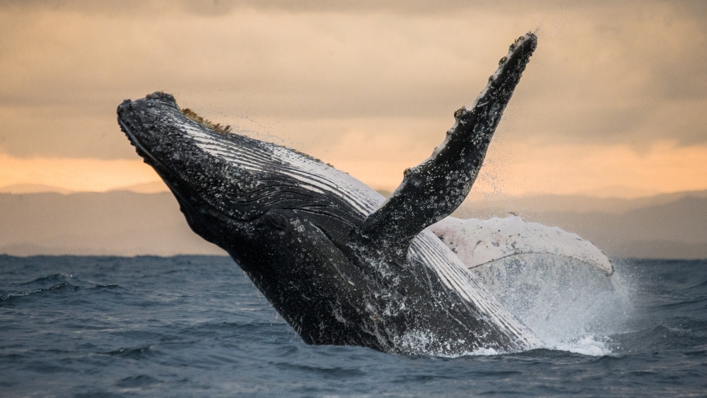 Ученые расшифровали странный звук, записанный на Бермудах в 1949 году