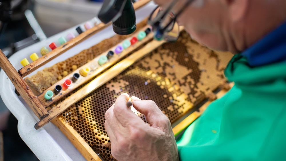 изучение пчел