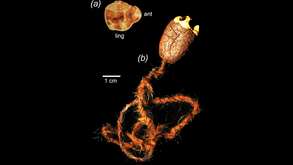 амулет, австралия