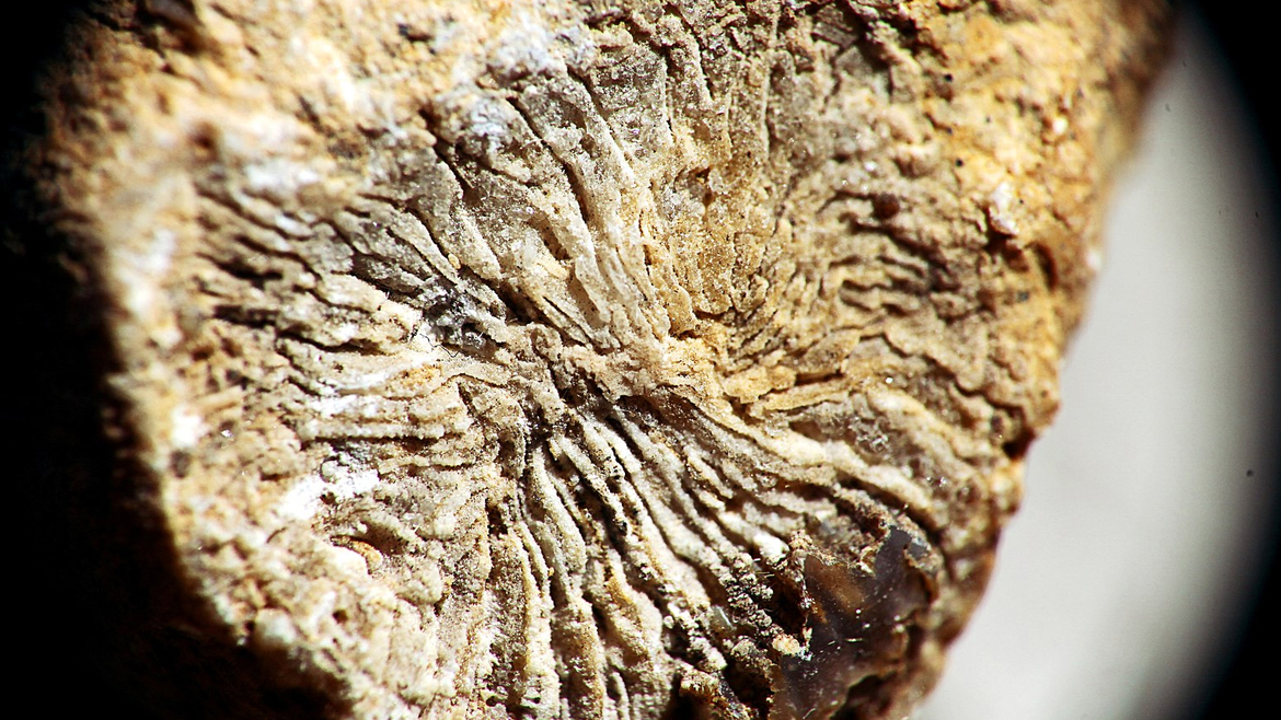 Коралл Gshelia rouilleri Stuckenberg Гжельский ярус Верхний карбон, ископаемый образец