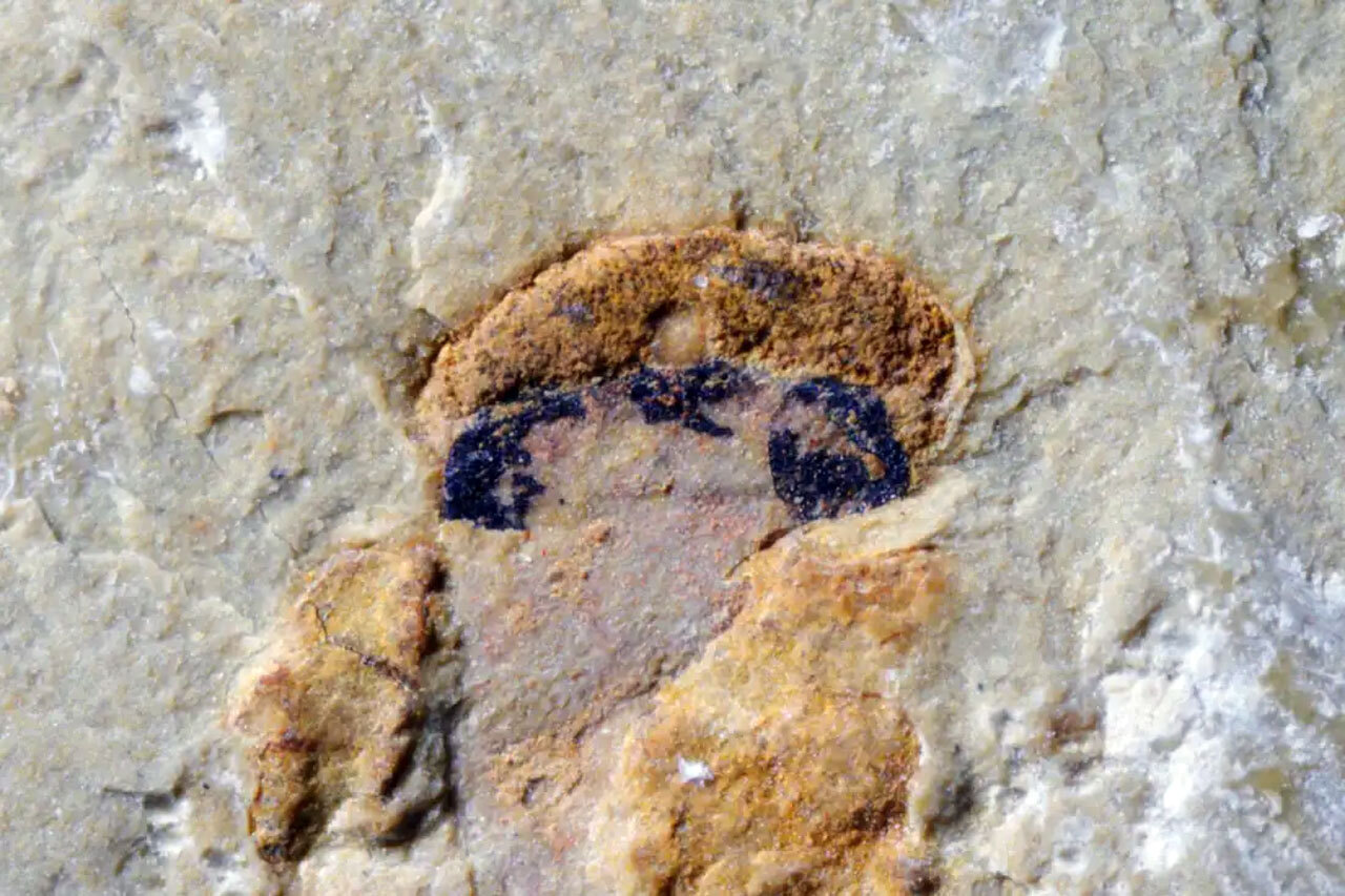 У самых ранних позвоночных нашли вторую пару глаз