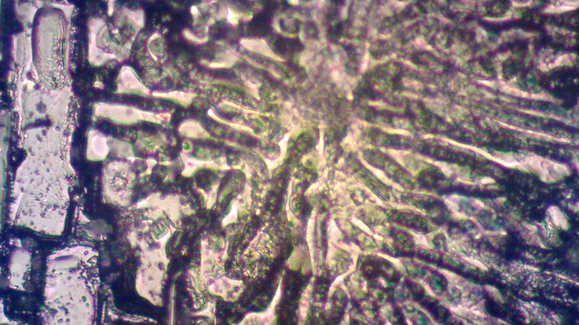 Микрофотография дендритов - зародышей кристаллов оксида алюминия (корунд). Оптическая микроскопия, светлое поле, увеличение 100Х
