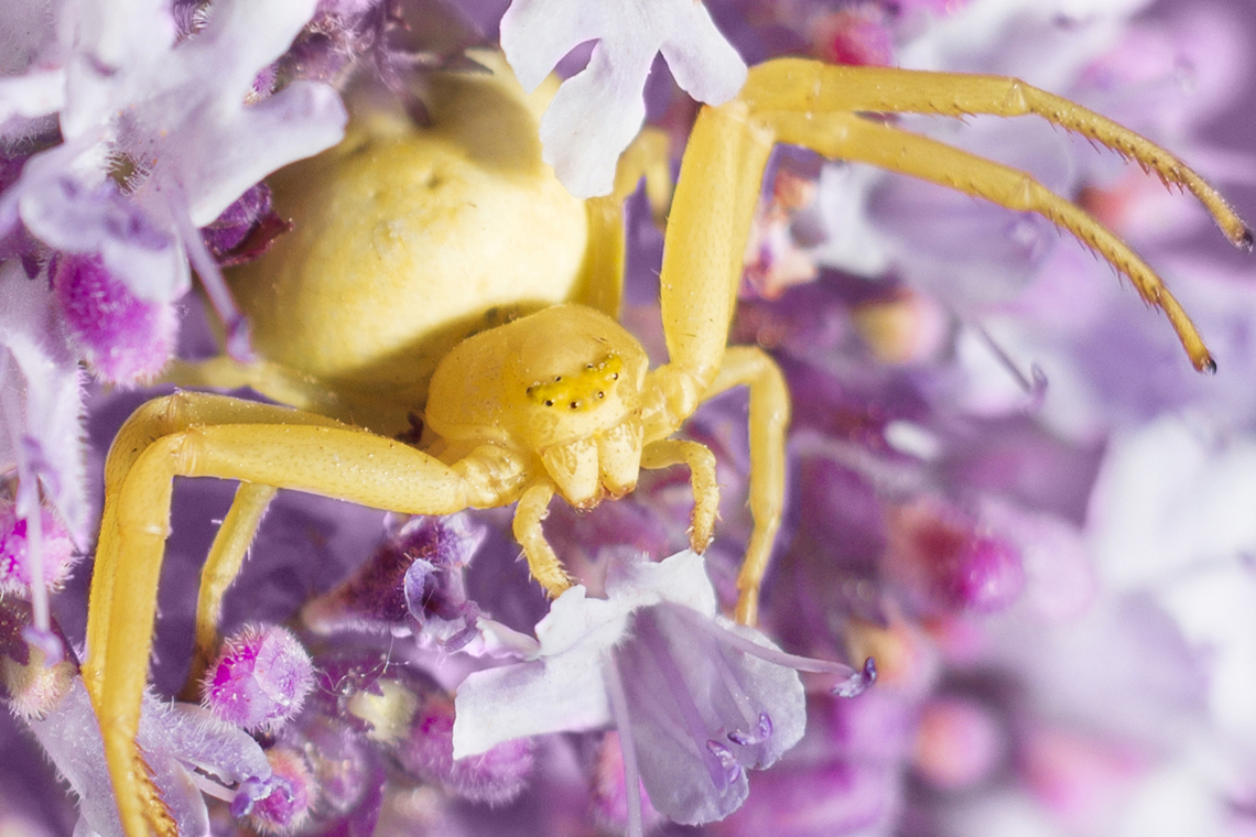 Желтый цветочный паук Misumena vatia — вид пауков семейства Пауки-бокоходы (Thomisidae). 