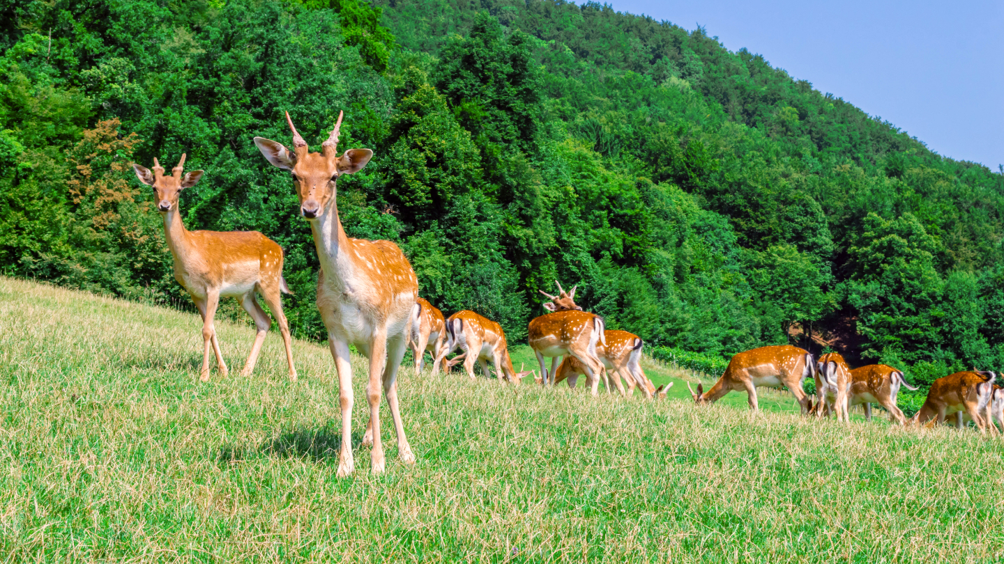 Пятнистый олень