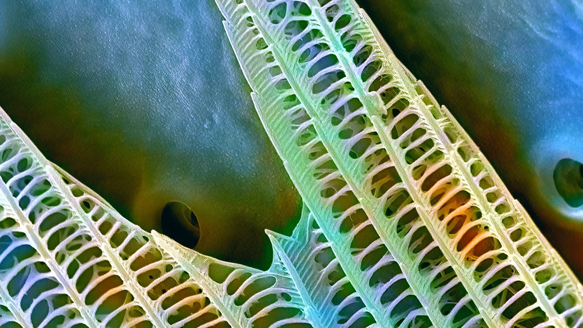 Наноструктуры чешуйки бабочки в сканирующем электронном микроскопе
