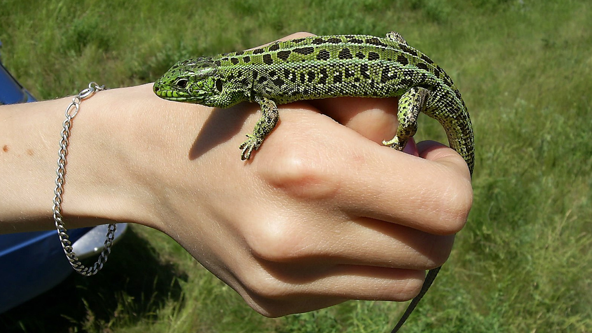 Зелёная ящерка — самец ящерицы прыткой в брачном наряде