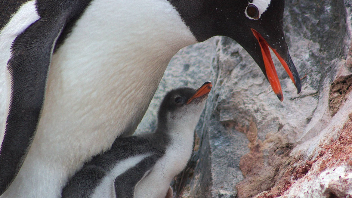 Папуанский пингвин кормит птенца
