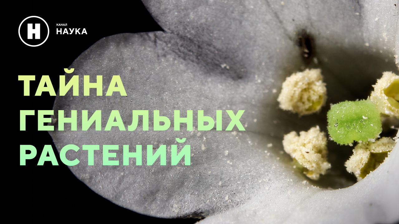 Зеленый интеллект под микроскопом: премьера проекта «Тайна гениальных растений» на «Науке»