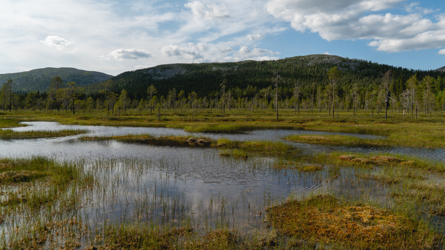 Арктические торфяники
