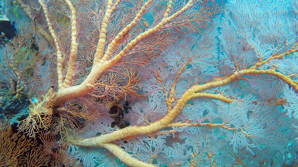 Мягкий коралл. Снято на Бали в районе Амед.