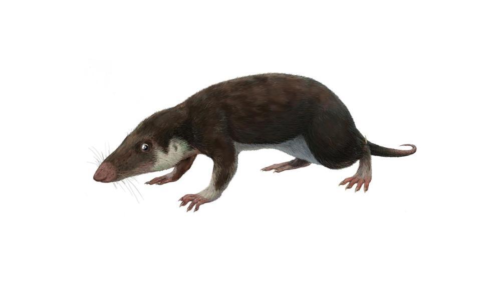 , Самый ранний предок млекопитающего, вероятно, выглядел как это ископаемое животное, Morganucodon, жившее около 200 млн лет назад.