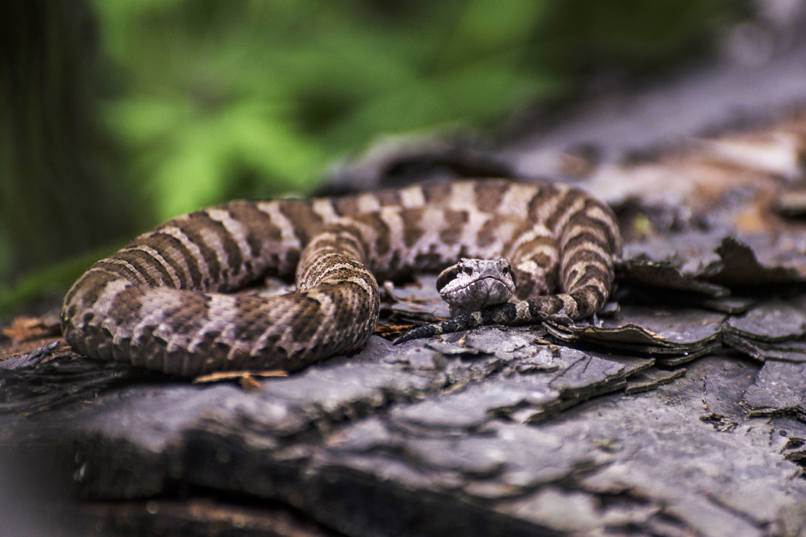 Змеи приморского края фото с описанием