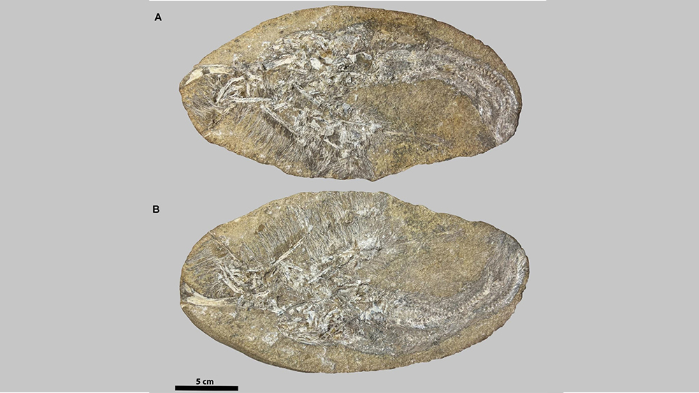 новый вид динозавра