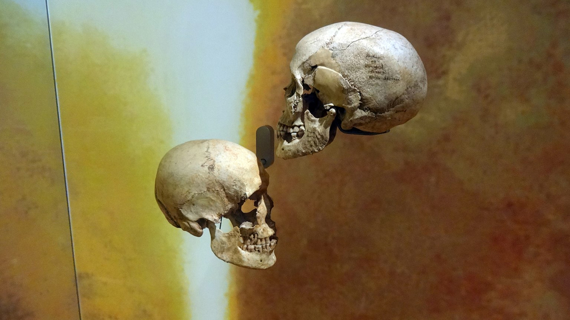 Черепа человека разумного (Homo sapiens sapiens) из дольменов Лозера (юг Франции) со следами трепанации. 2,6—1,6 тыс. лет до д.э. Данные черепа представлены в Музее человека (Париж).
