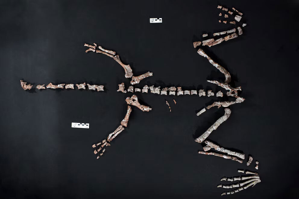 Кости Huayracursor jaguensis