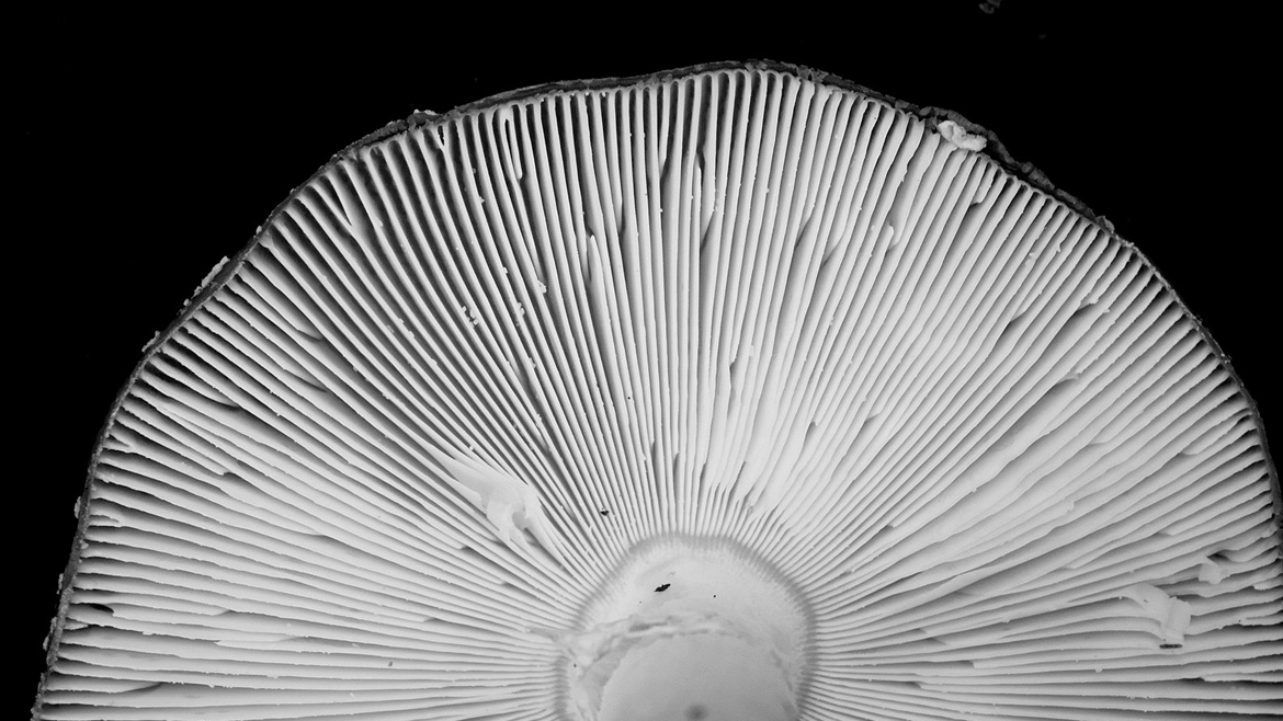 Естественный черный и белый фон часть гриба

