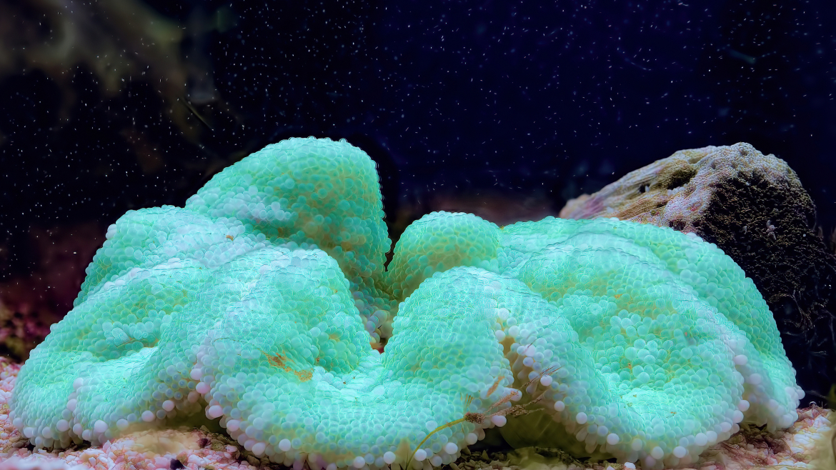 Флуоресценция коралла под водой