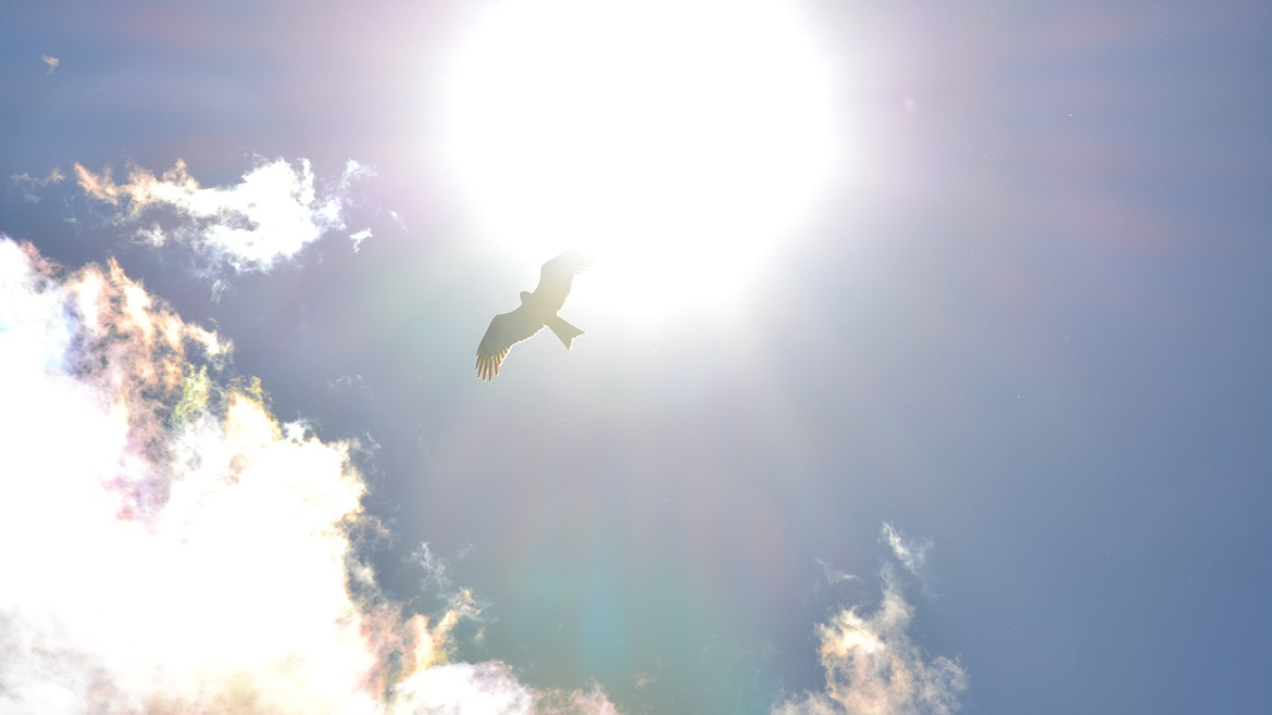 Солнечная птица в Хакасии