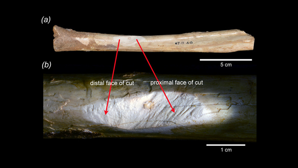 археология, кости, австралия