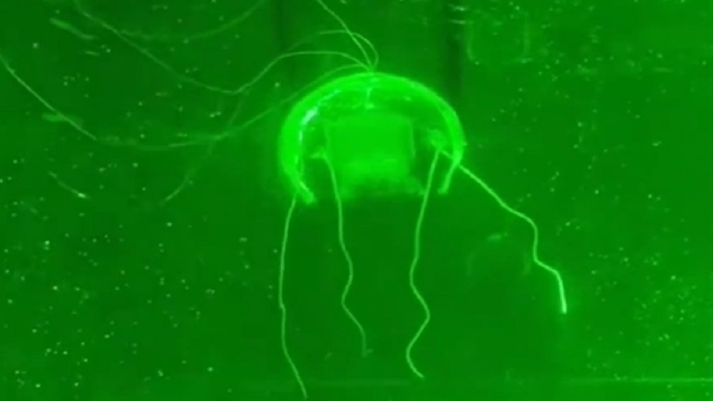 робот-медуза