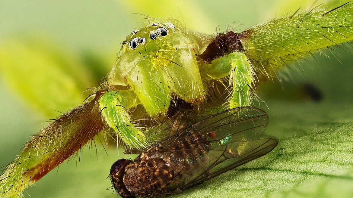 Макропортрет зеленого паука-охотника Micrommata virescens и плодовой мухи Drosophila melanogaster, сделанный с помощью двух ретро объективов с ручной фокусировкой, изготовленных в 1982 году. Объективы были соединены переходным кольцом для 4x увеличения. Данное изображение было получено с помощью стекинга по фокусу из множества фотографий.
