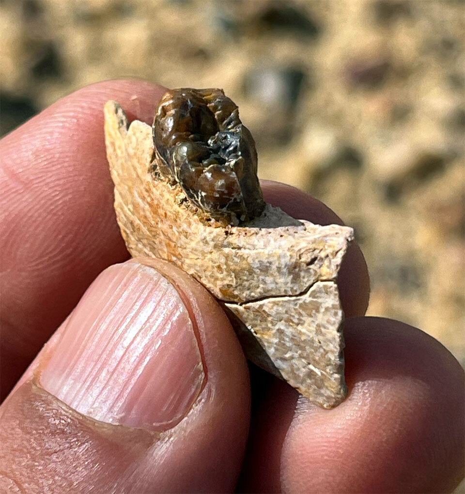 Окаменелости ближайшего предка всех человекообразных обезьян