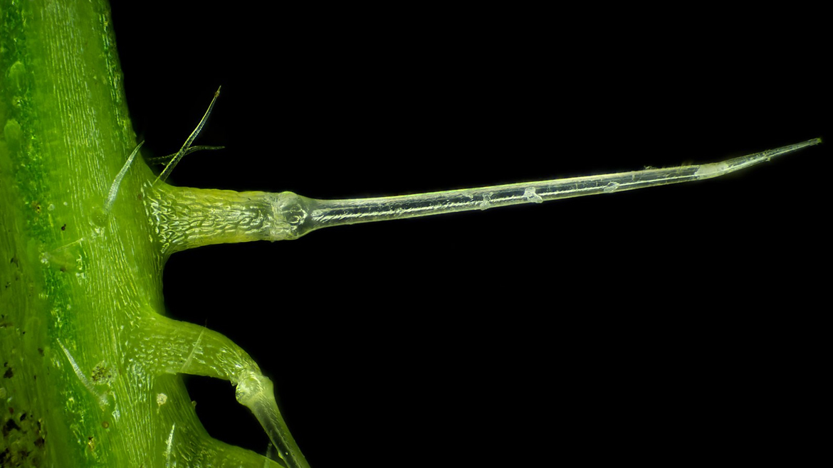 Жгучие волоски на стебле крапивы двудомной под микроскопом
