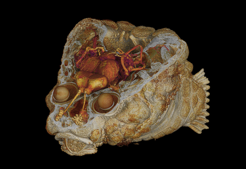 рыба-браконьер