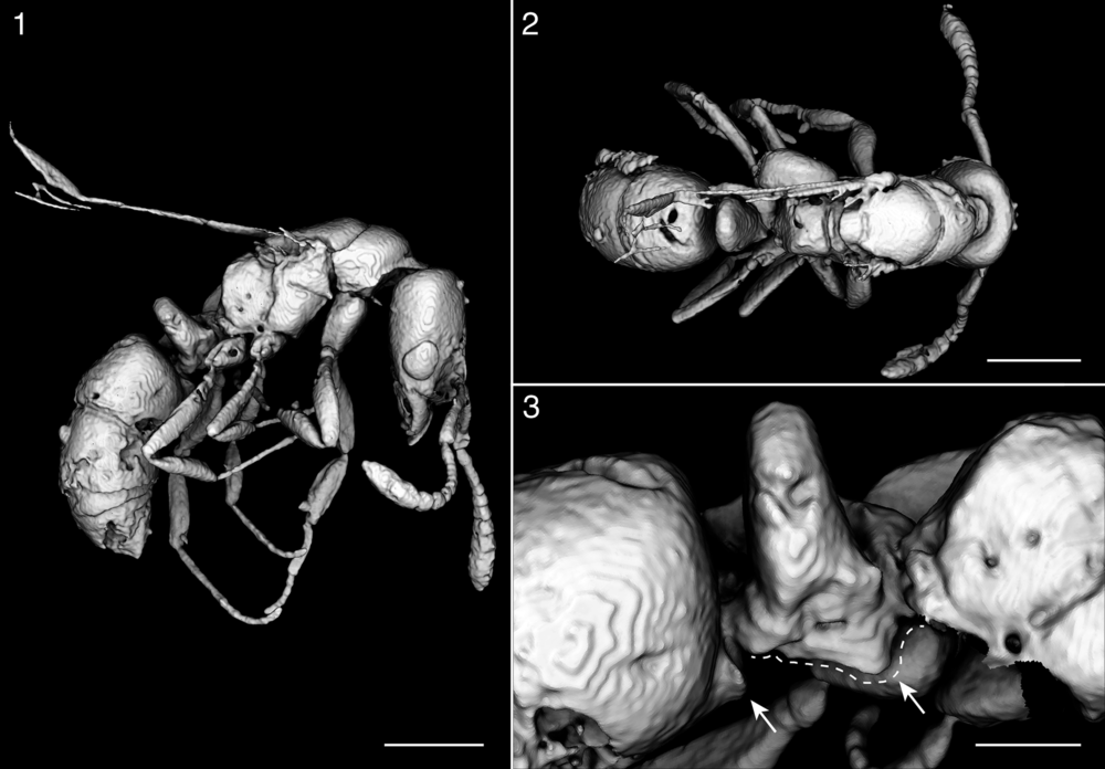 Королева муравьев возрастом 16 млн лет