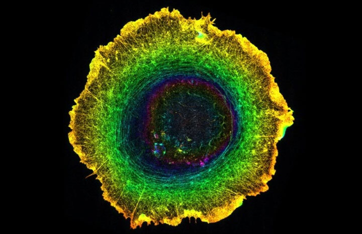 Асимметрия органов нашего тела