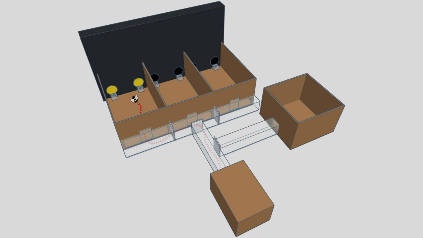 Схема лабиринта, азбука морзе, шмель