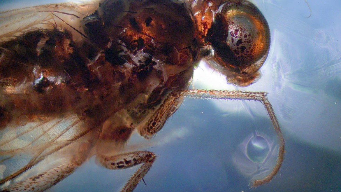 Древняя муха в янтаре (40 000 000 лет). Наша технология впервые в мире позволила снимать инклюзы в янтаре с восстановлением исходных цветов и высокой детализацией
