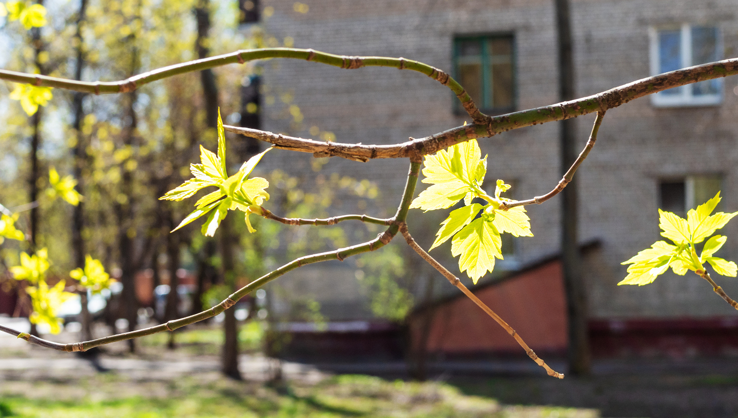 американский клен