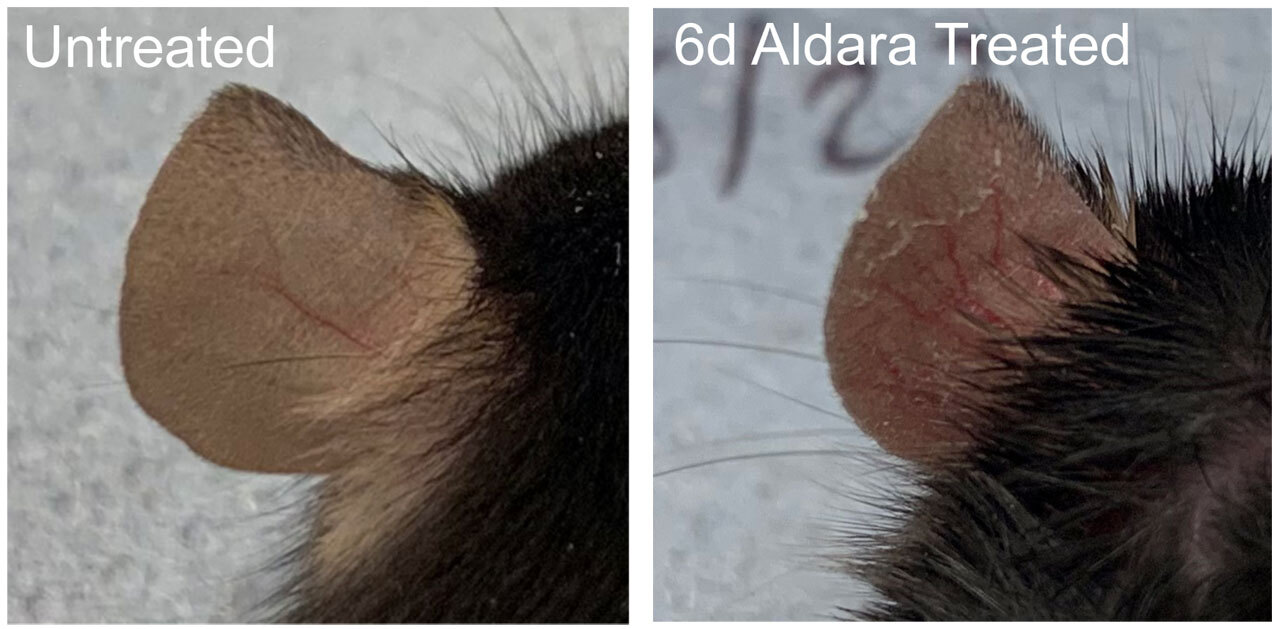 Подопытные мыши