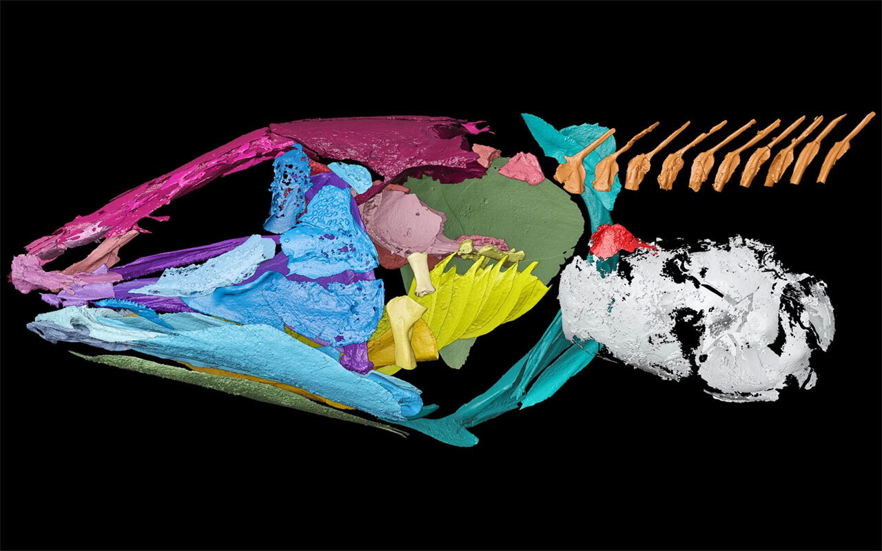 Доисторические рыбы могли слышать под водой с помощью легкого